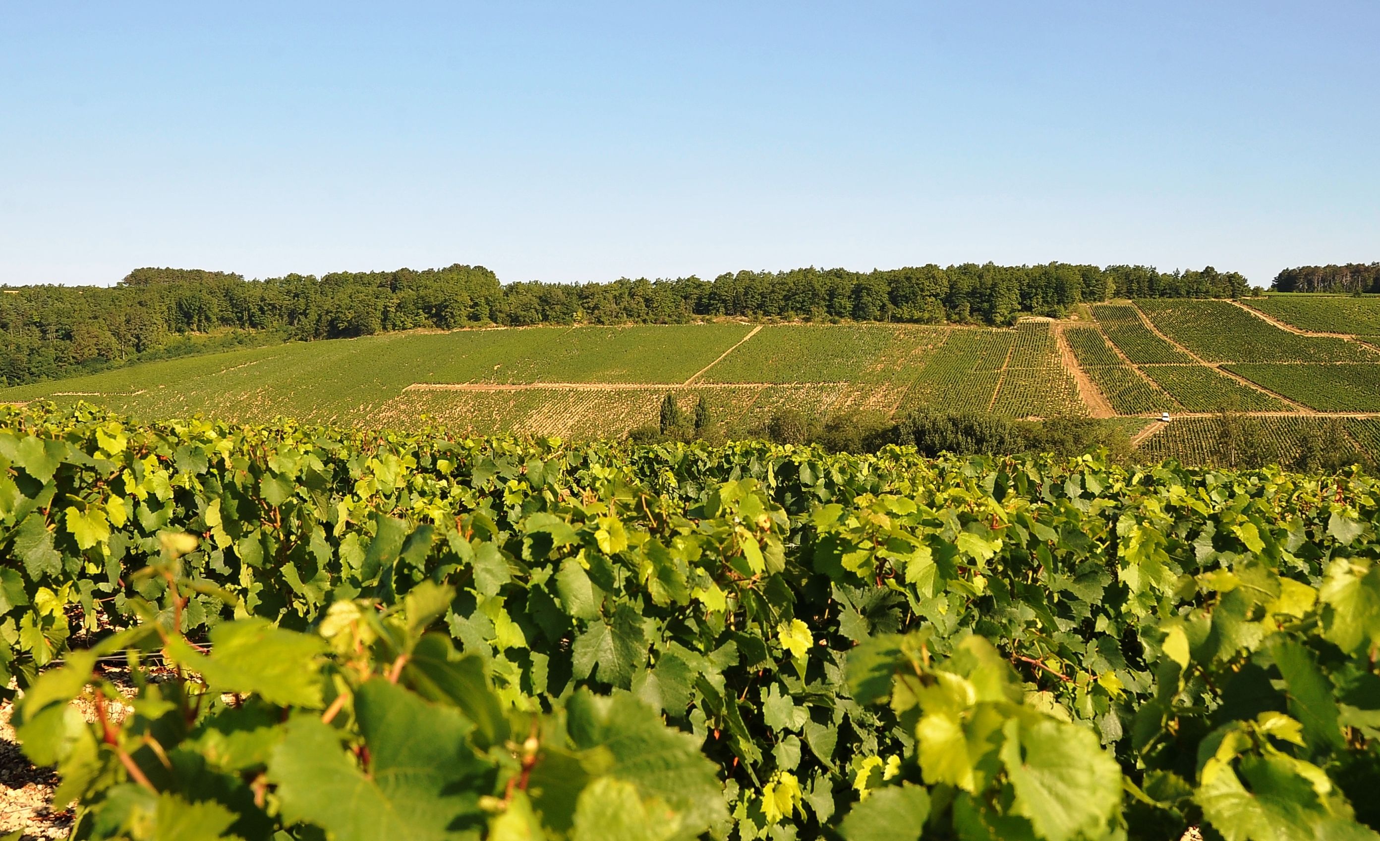 Regionen: Burgund