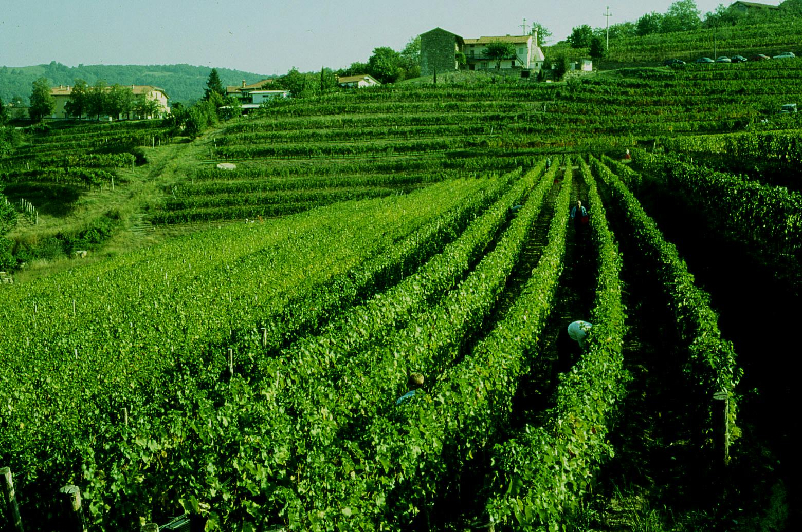 Gravner | Caratello Weine