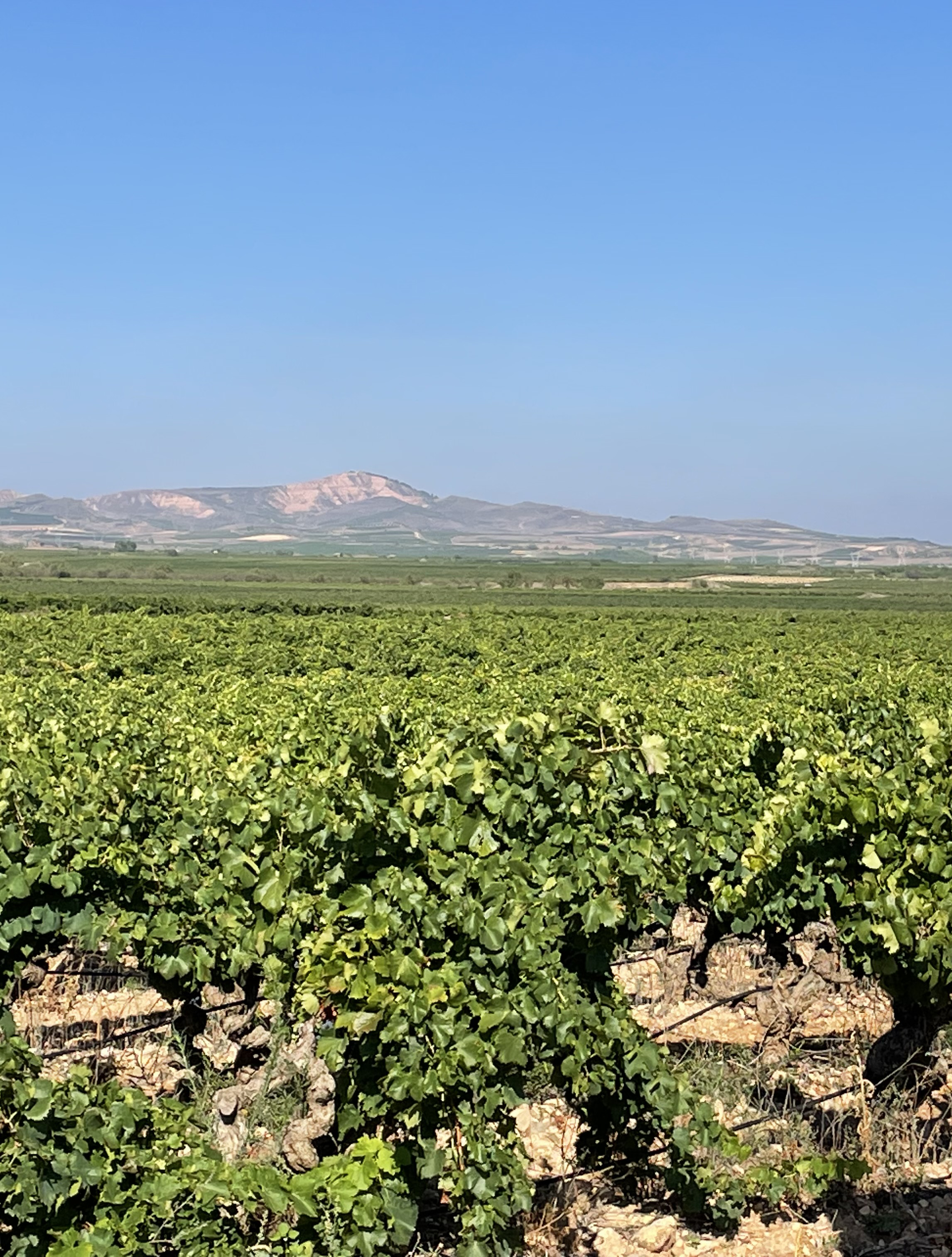 Regionen: Rioja