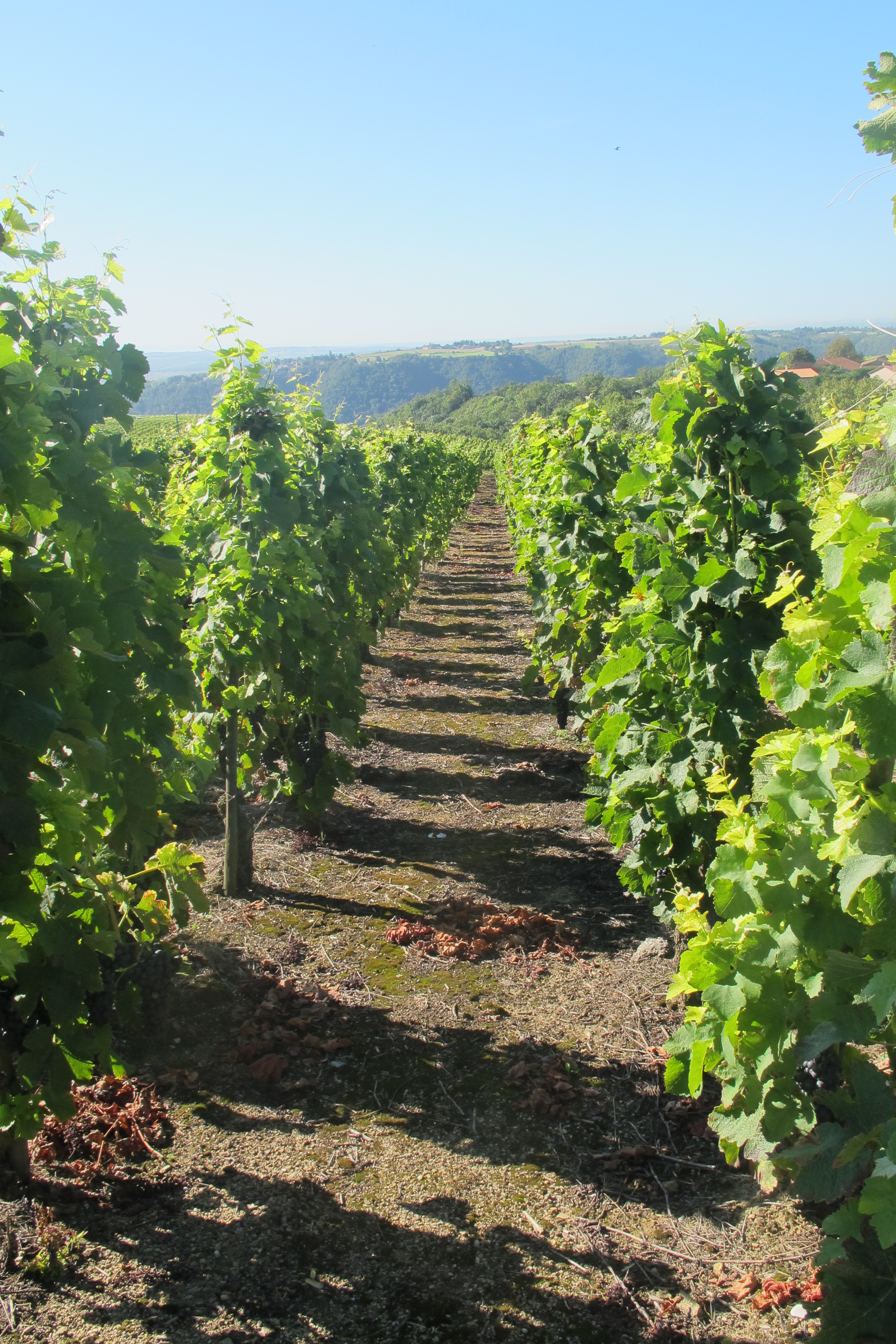 Regionen: Rhône Nord