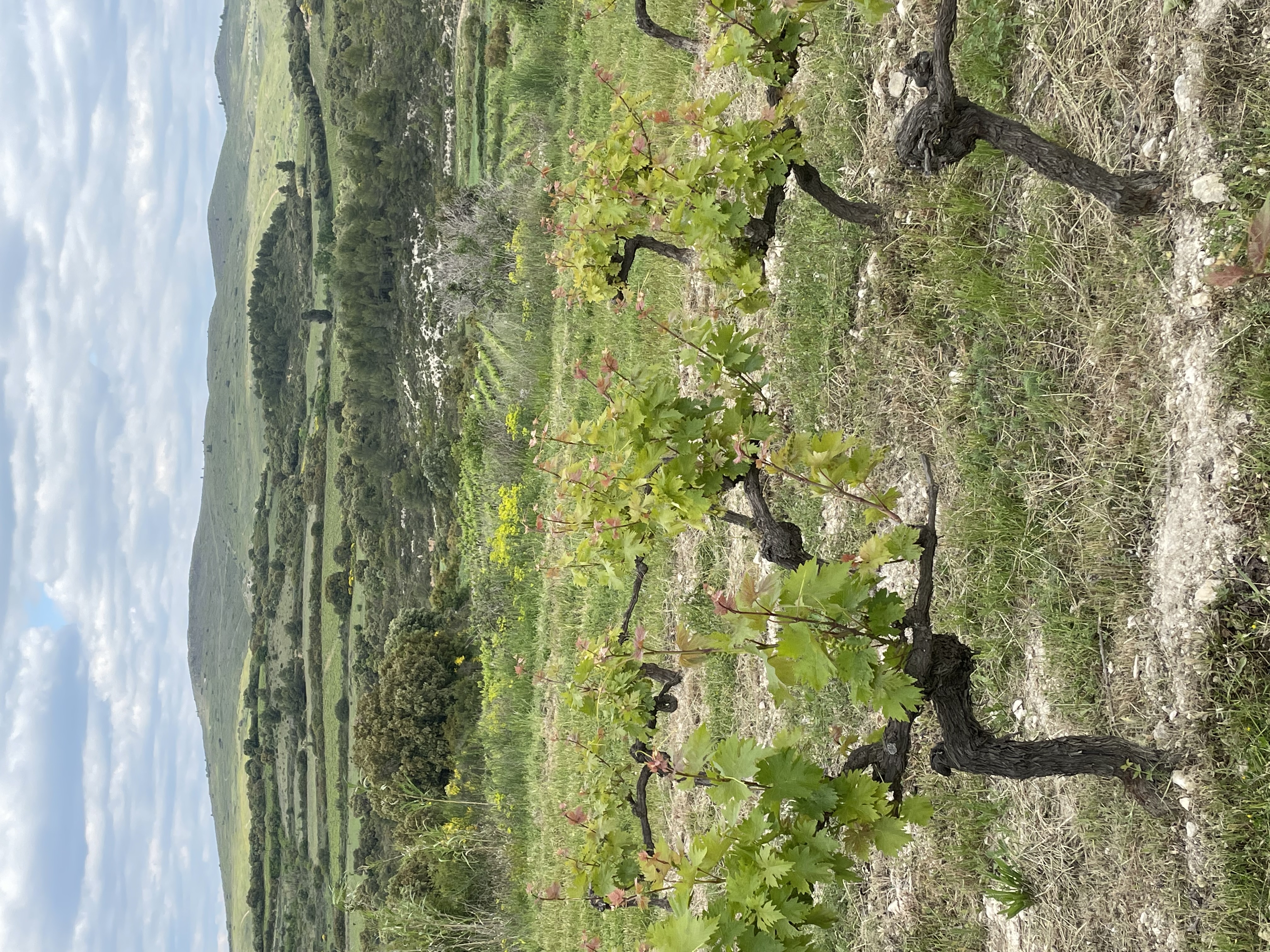 Regionen: Languedoc