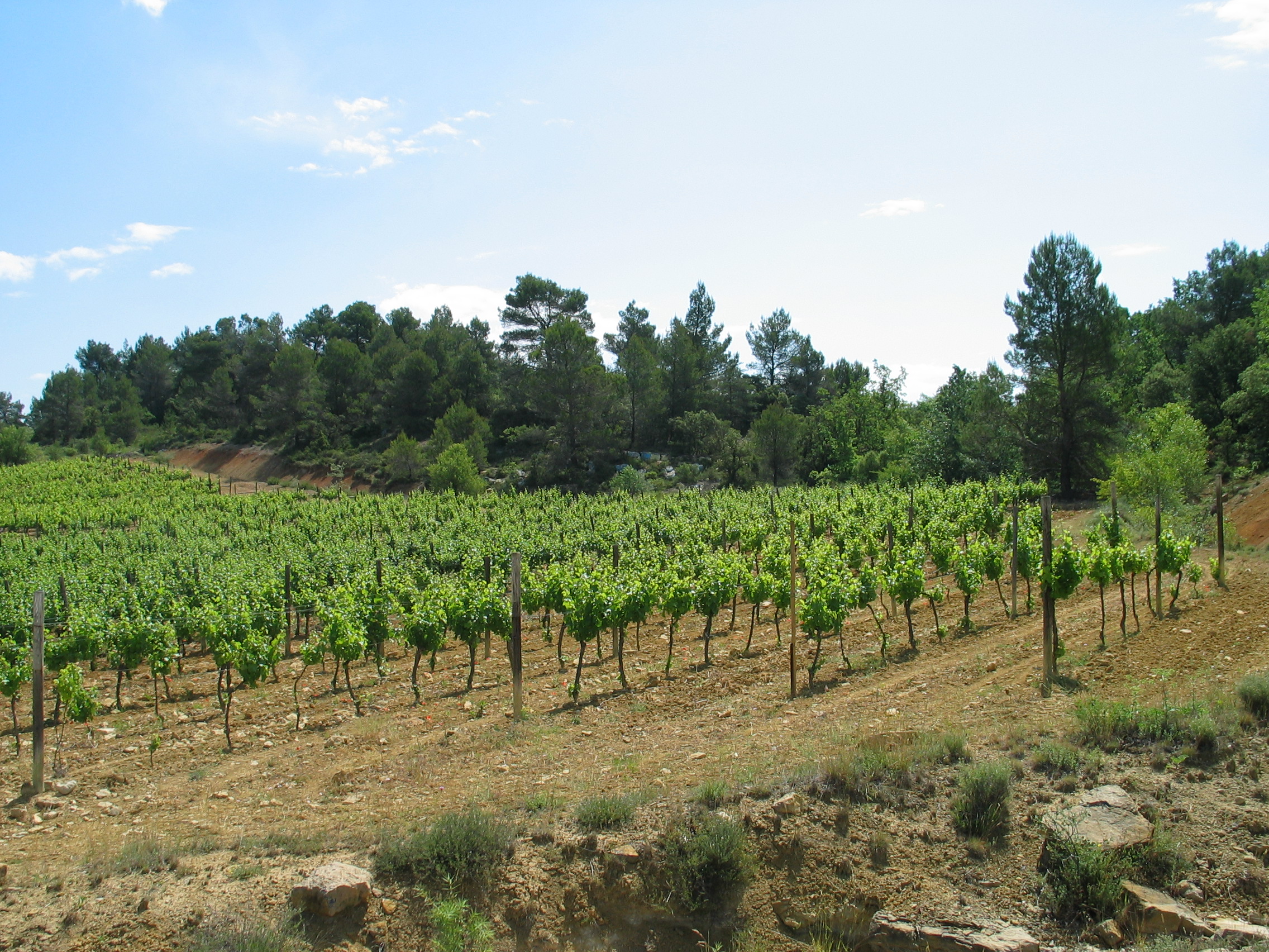 Regionen: Provence