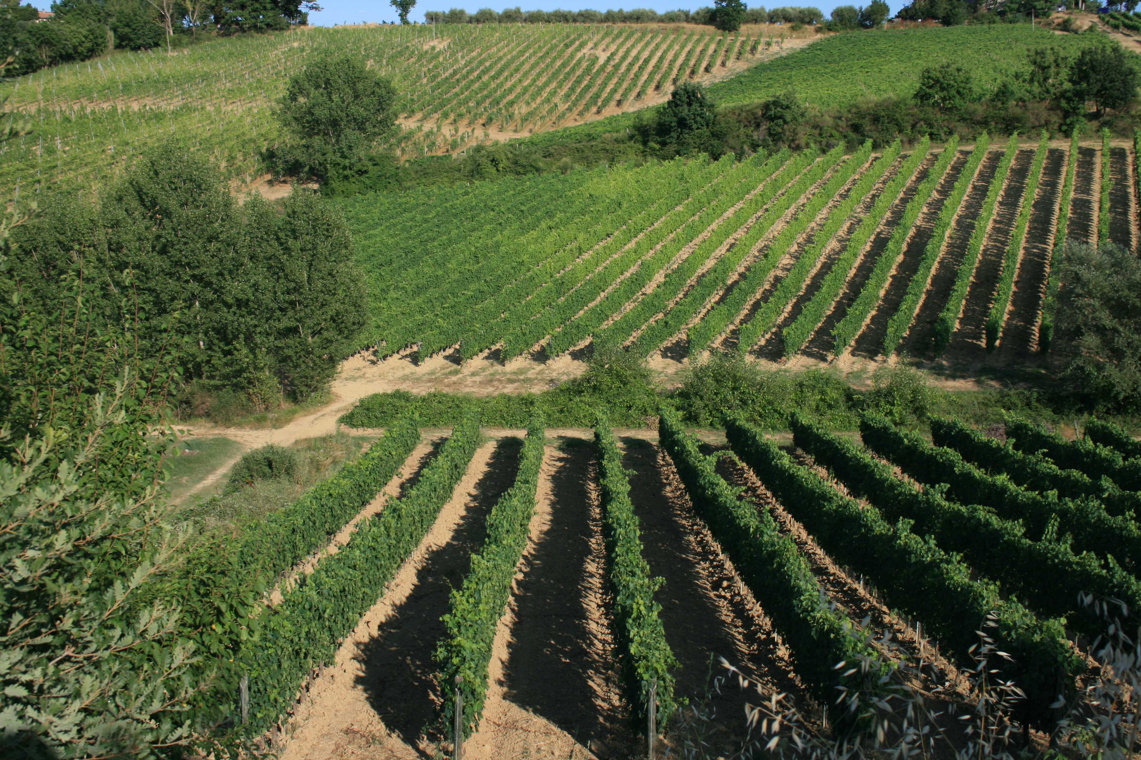 Regioni: Toscana  Montepulciano